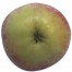 Schöner aus Herrenhut, Apfel Halbstamm, unten
