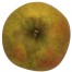 Goldrenette aus Blenheim Apfelbaum Hochstamm, Apfel oben