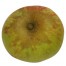 Jakob Lebel, Apfelbaum Apfel, oben