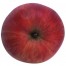 James Grieve, Apfelbaum Apfel Hochstamm, oben