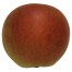 Laxtons Superb Apfelbaum Hochstamm, Apfel seite