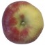 McIntosh, Apfel Säule, oben
