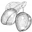 Pflaume