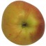 Rheinischer Krummstiel, Apfel unten