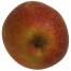 Boskoop rot, Apfelbaum Hochstamm, Apfel  unten