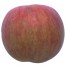 Roter Berlepsch, Apfel Halbstamm, seite